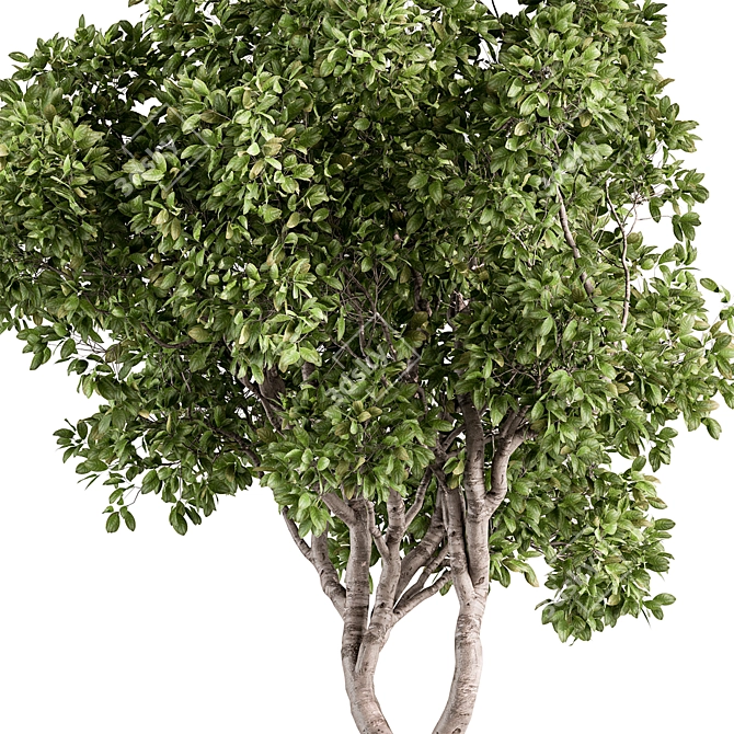  Ficus Benjamina Plant Set 3D model image 3