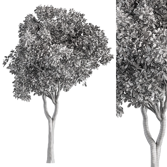  Ficus Benjamina Plant Set 3D model image 4