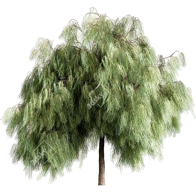 Graceful Weeping Willow Tree Set 3D model image 1