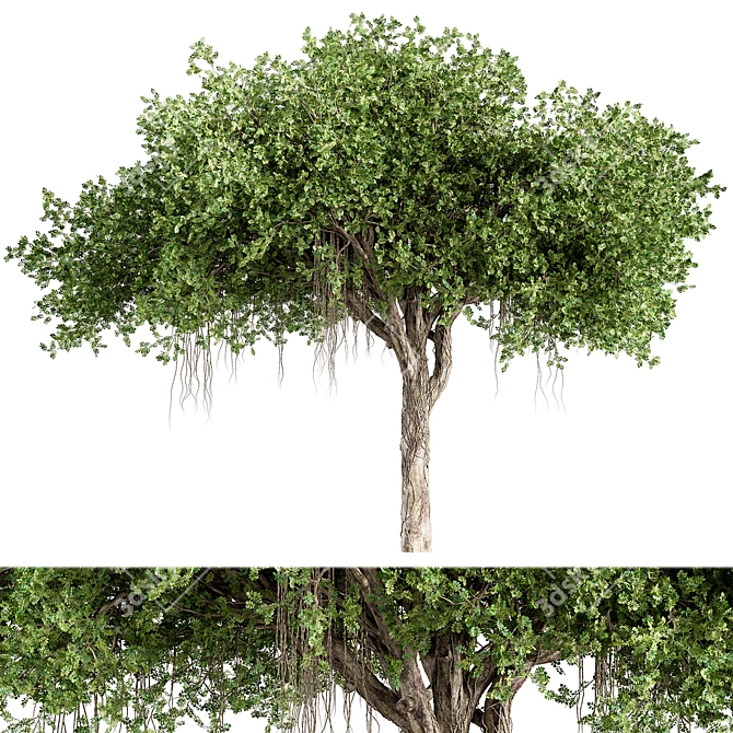 Elegant Chinese Banyan Tree Set 3D model image 1