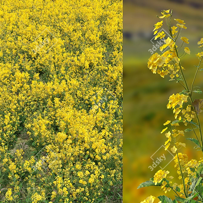 Rapeseed Plant 3D Model Scene 3D model image 2