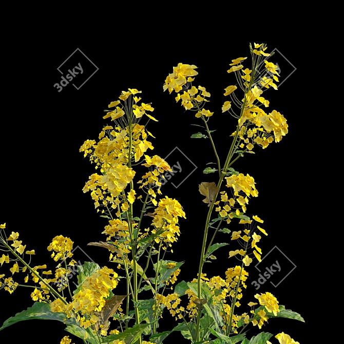 Rapeseed Plant 3D Model Scene 3D model image 5