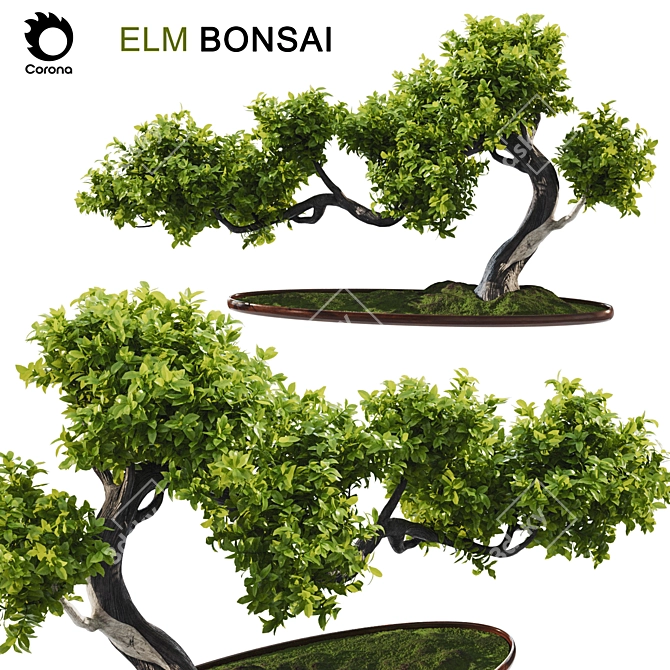 Elm Bonsai 2015 Model Render 3D model image 1