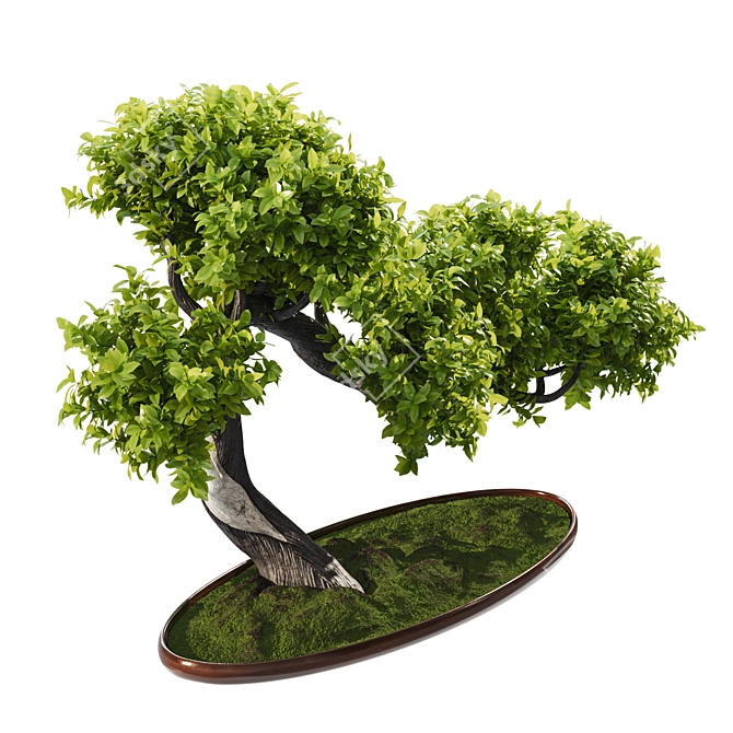 Elm Bonsai 2015 Model Render 3D model image 2