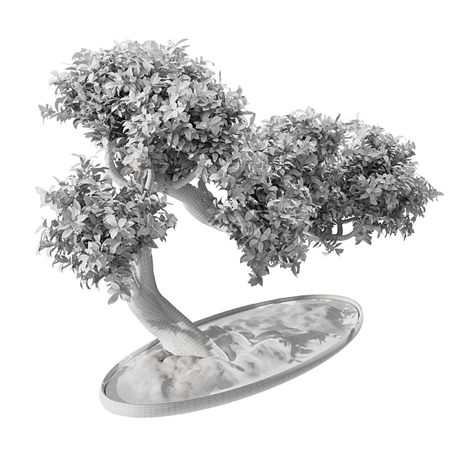 Elm Bonsai 2015 Model Render 3D model image 3