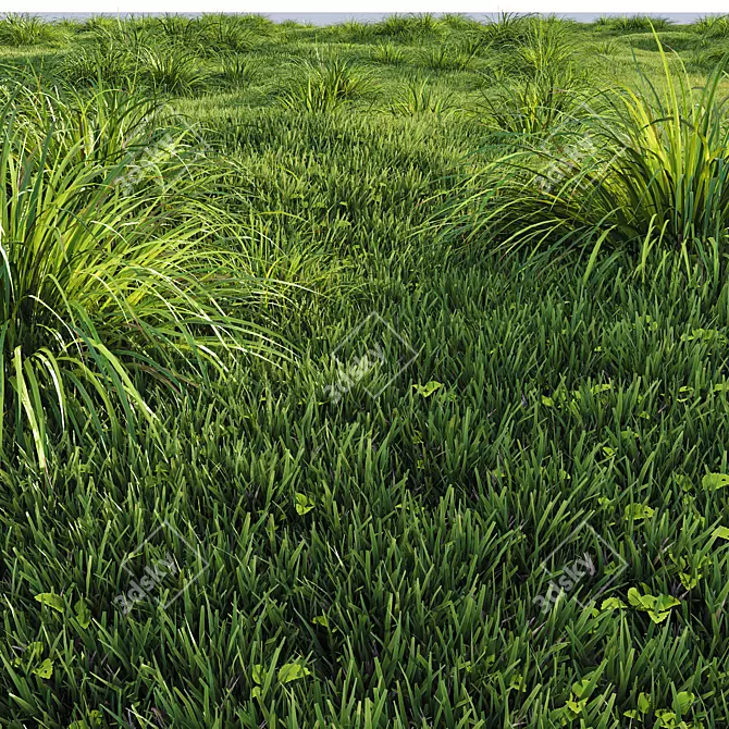 Golden Carex Grass 3D Models 3D model image 2