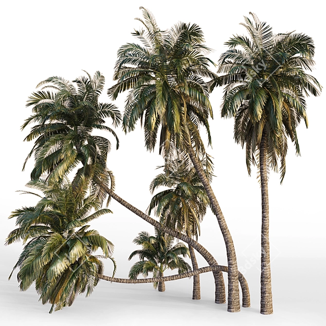 Coconut Palm Trees Set 3D model image 1