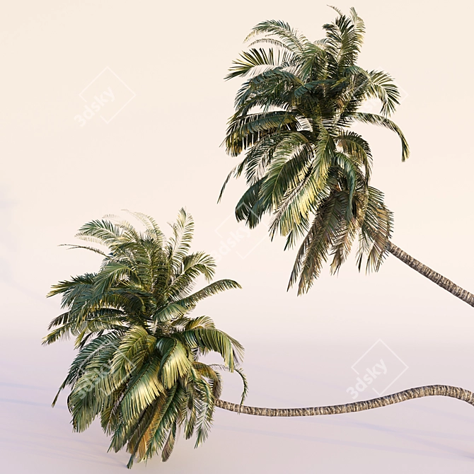 Coconut Palm Trees Set 3D model image 3