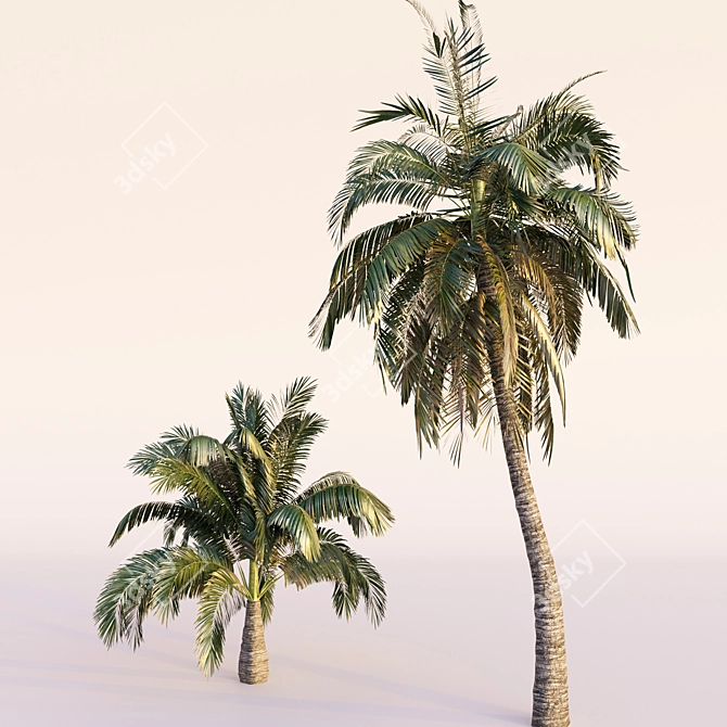 Coconut Palm Trees Set 3D model image 4