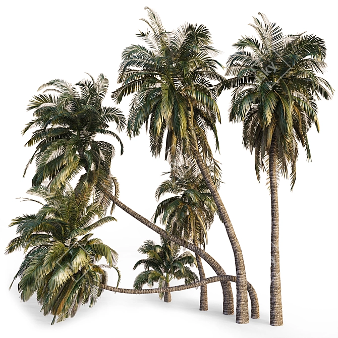 Coconut Palm Trees Set 3D model image 7