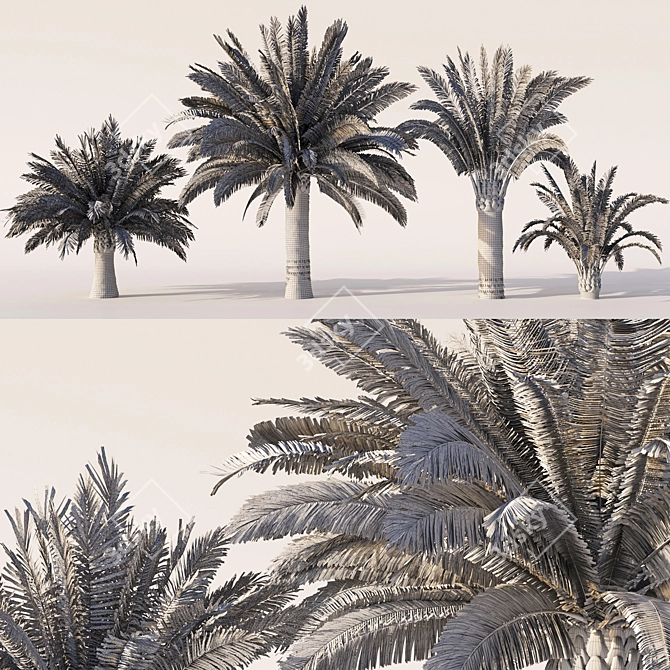 Variety Sago Palm Tree Collection 3D model image 5