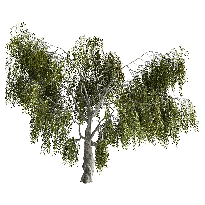 Enchanted Weeping Tree 3D Model 3D model image 2