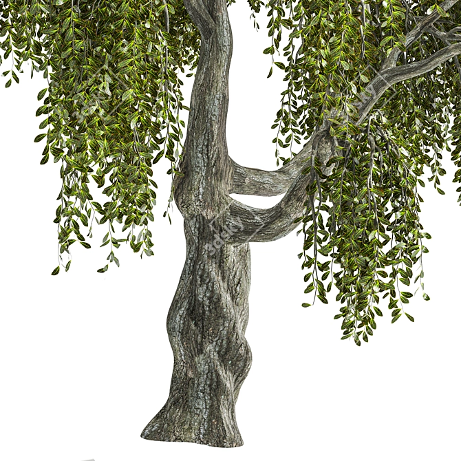 Enchanted Weeping Tree 3D Model 3D model image 5