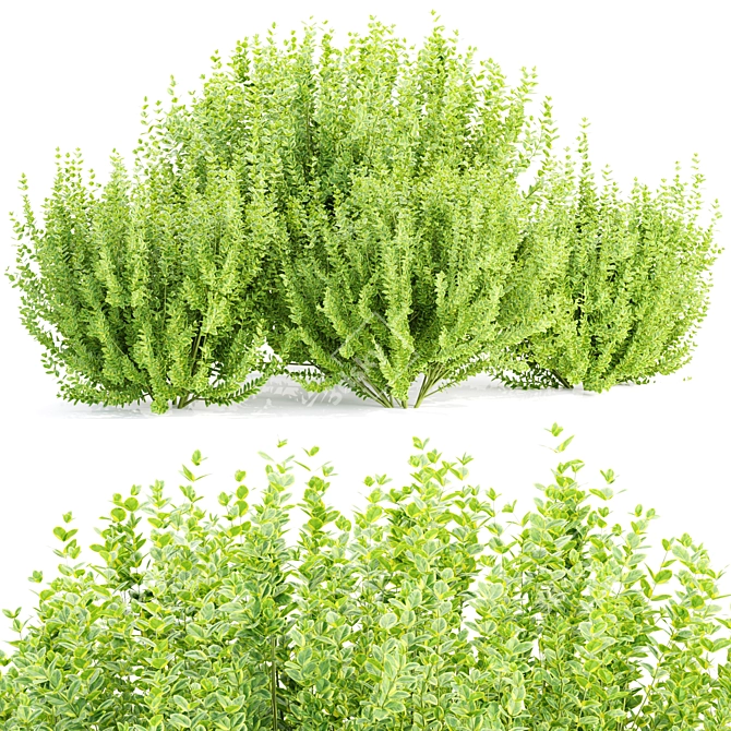 3D Evergreen Bushes Collection Vol 232 3D model image 1