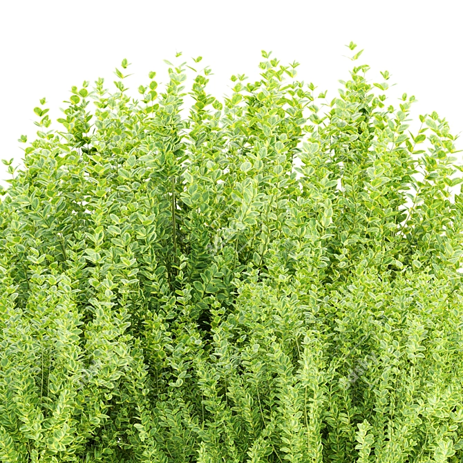 3D Evergreen Bushes Collection Vol 232 3D model image 3