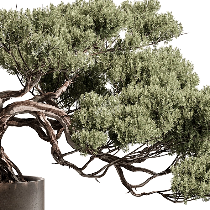 Mini Bonsai Potted Plant 3D model image 3