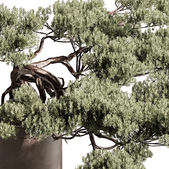 Mini Bonsai Potted Plant 3D model image 4