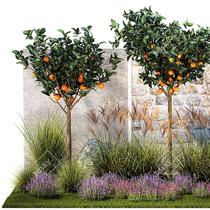 Citrus Collection with Lavender & Ornamental Grasses 3D model image 2