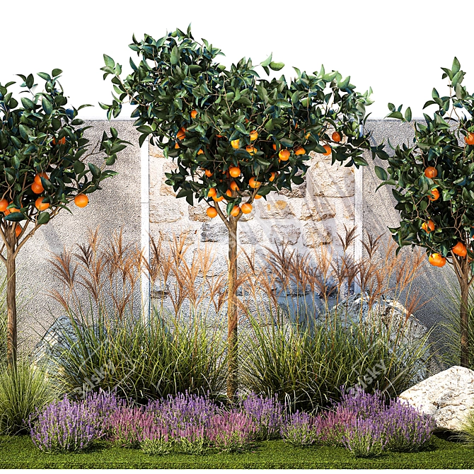 Citrus Collection with Lavender & Ornamental Grasses 3D model image 3