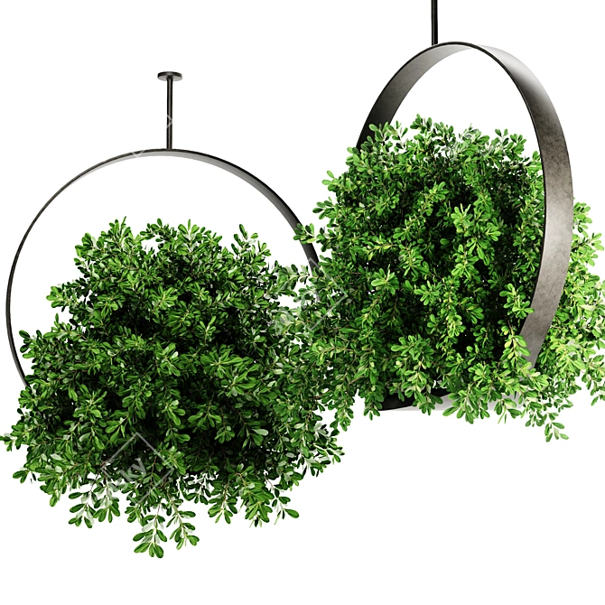 Premium Indoor Hanging Plant Set 3D model image 2