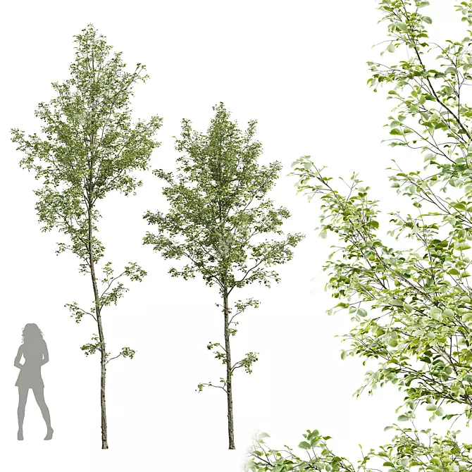 Alnus Glutinosa 3D Model Set 3D model image 1