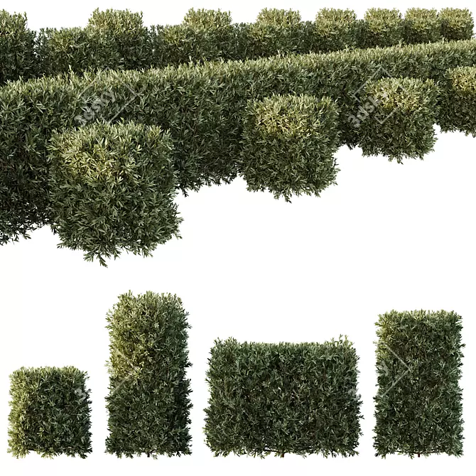 Dwarf Olive Topiary Plants 3D model image 1