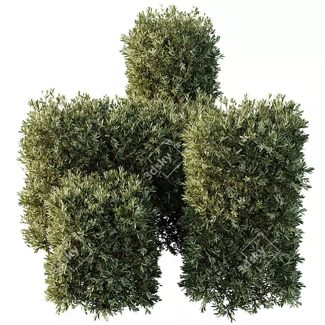 Dwarf Olive Topiary Plants 3D model image 2