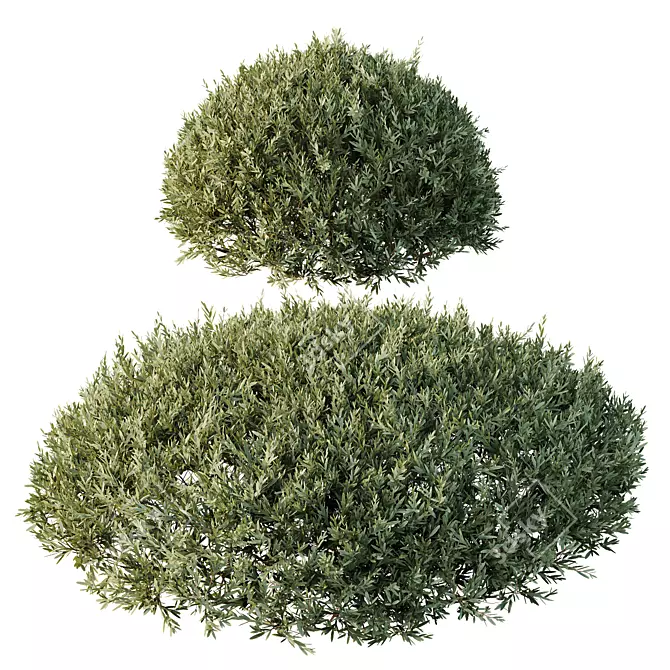 Dwarf Olive Topiary Shrub Model 3D model image 3