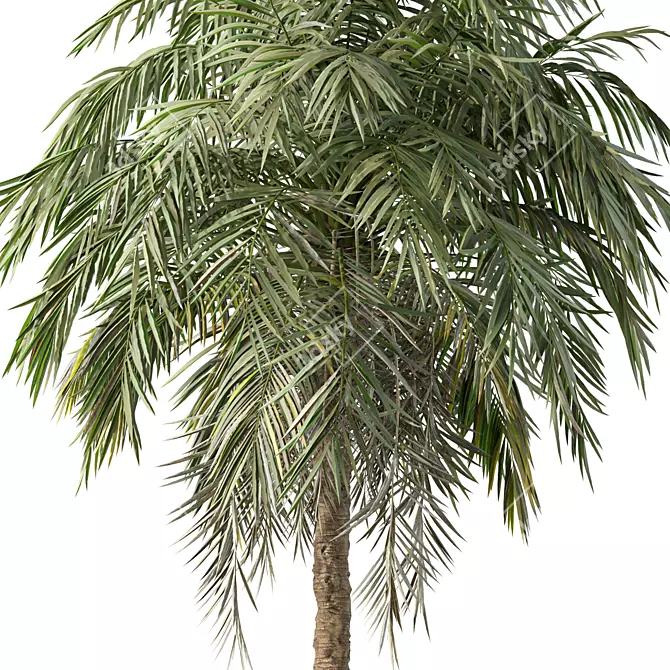 Tropical Palm Tree 3D Model 3D model image 2