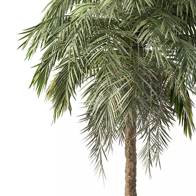 Tropical Palm Tree 3D Model 3D model image 3