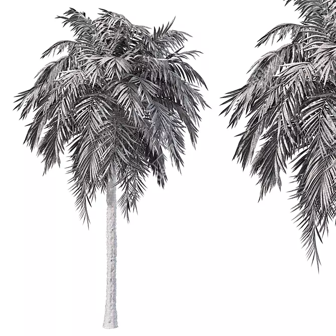 Tropical Palm Tree 3D Model 3D model image 4