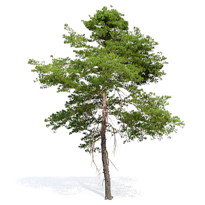 Scots Pine VR Model Kit 3D model image 3