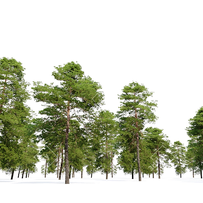 Scots Pine VR Model Kit 3D model image 4