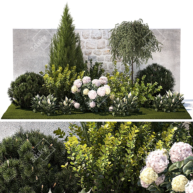 Landscape Plant Collection: Silverberry, Olive, Berberis, Thuja, Hydrangea 3D model image 8