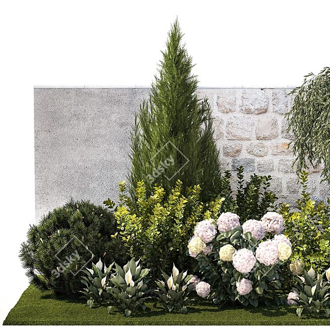 Landscape Plant Collection: Silverberry, Olive, Berberis, Thuja, Hydrangea 3D model image 9