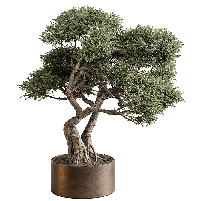 Bonsai Beauty: Indoor Plant 594 3D model image 1