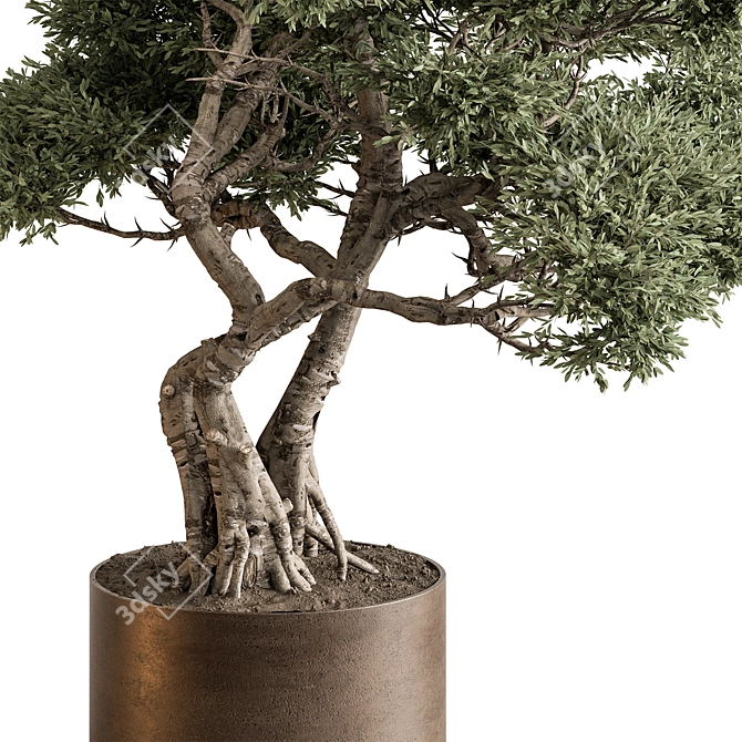 Bonsai Beauty: Indoor Plant 594 3D model image 2