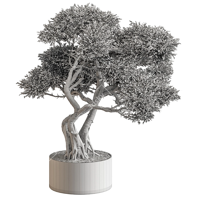 Bonsai Beauty: Indoor Plant 594 3D model image 3