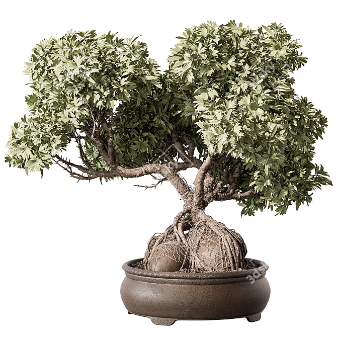Zen Bonsai Plant 597 3D model image 2