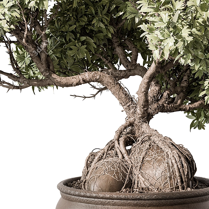 Zen Bonsai Plant 597 3D model image 3