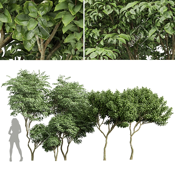Exotic Tree Models Collection 3D model image 1