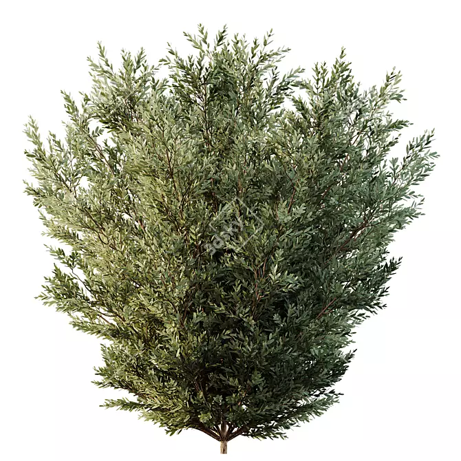 Dwarf Olive Bush 3D Models 3D model image 3