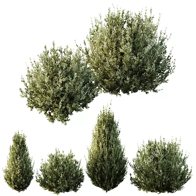 Dwarf Olive Bush 3D Model 3D model image 1