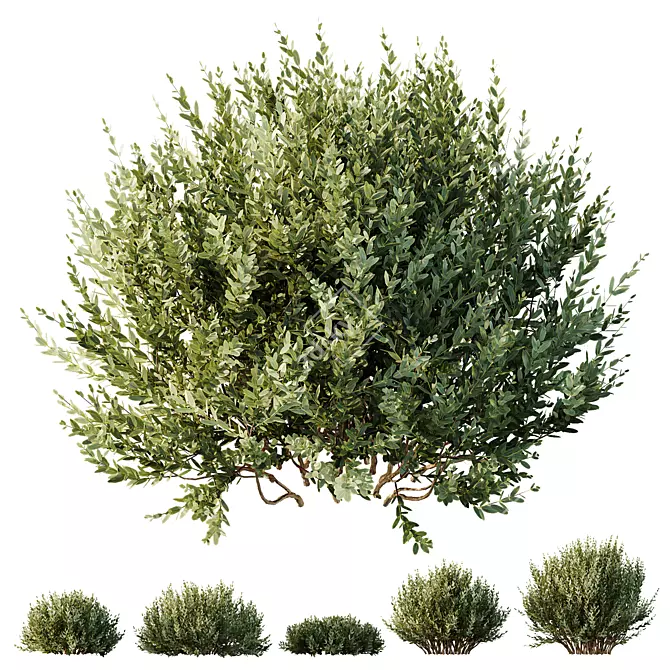 Little Ollie Dwarf Olive Bush 3D model image 1