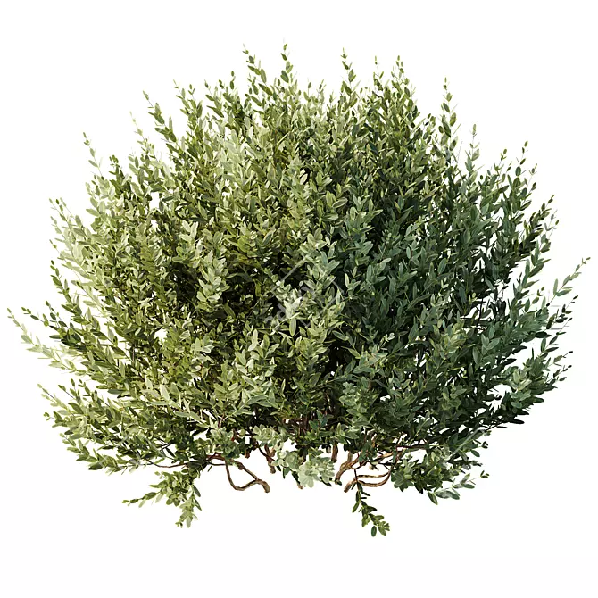 Little Ollie Dwarf Olive Bush 3D model image 4