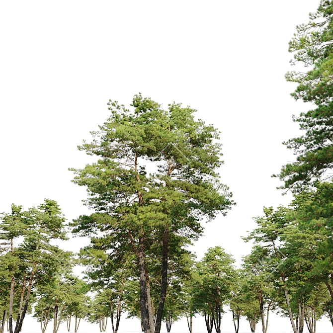 Scots Pine Tree 3D Model 3D model image 3