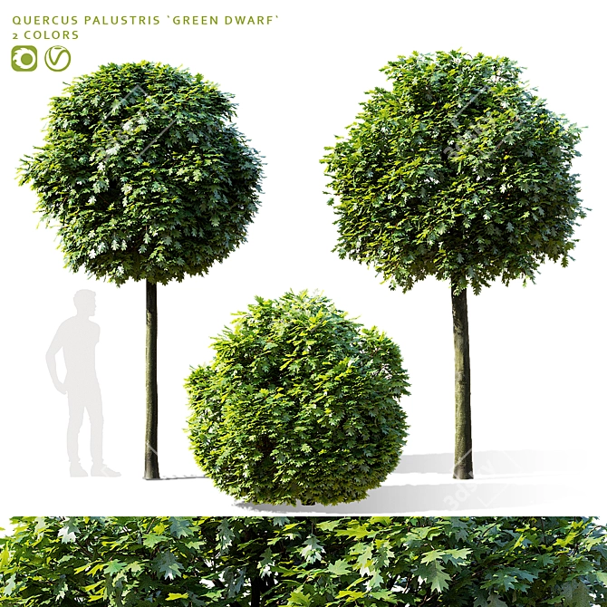 Green Dwarf Quercus Palustris Tree 3D model image 1