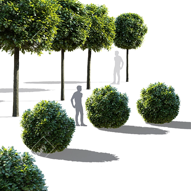 Green Dwarf Quercus Palustris Tree 3D model image 2