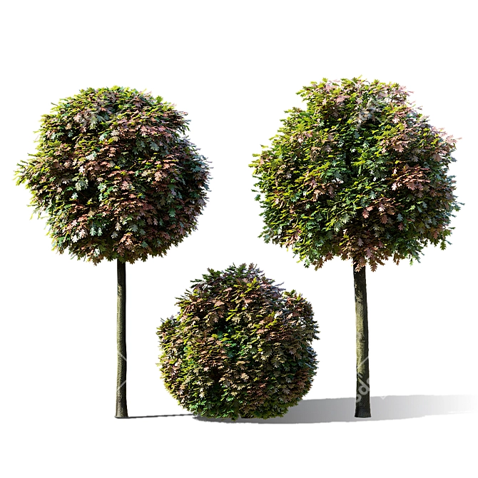 Green Dwarf Quercus Palustris Tree 3D model image 3