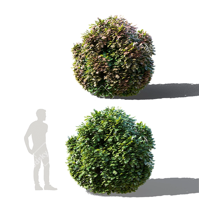 Green Dwarf Quercus Palustris Tree 3D model image 4